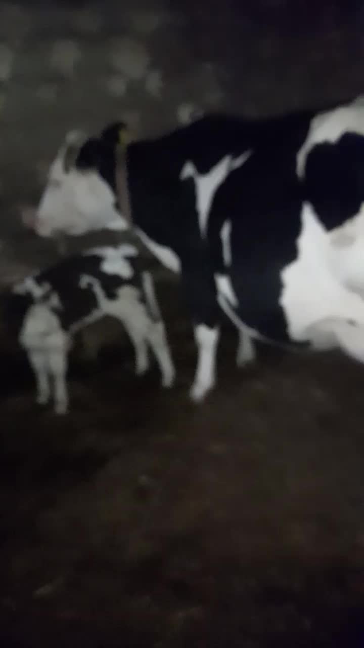 گاو شیری ۲۰ کیلو|حیوانات مزرعه|اردبیل, |دیوار