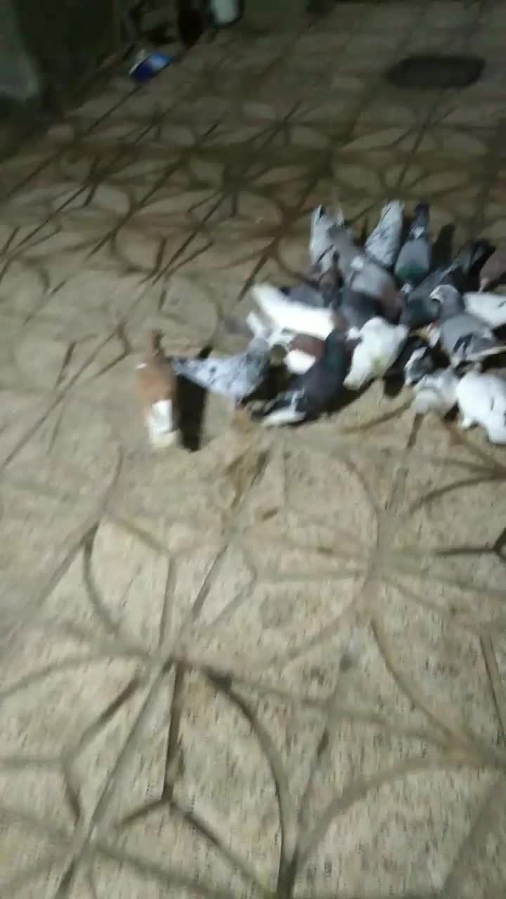 کبوتر|پرنده|زبرخان, |دیوار