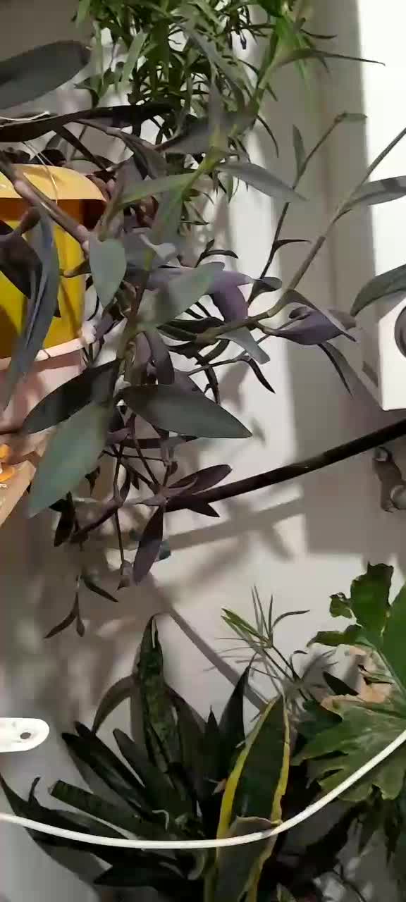 گل آپارتمان|گل و گیاه طبیعی|گلبهار, شهر جدید گلبهار|دیوار