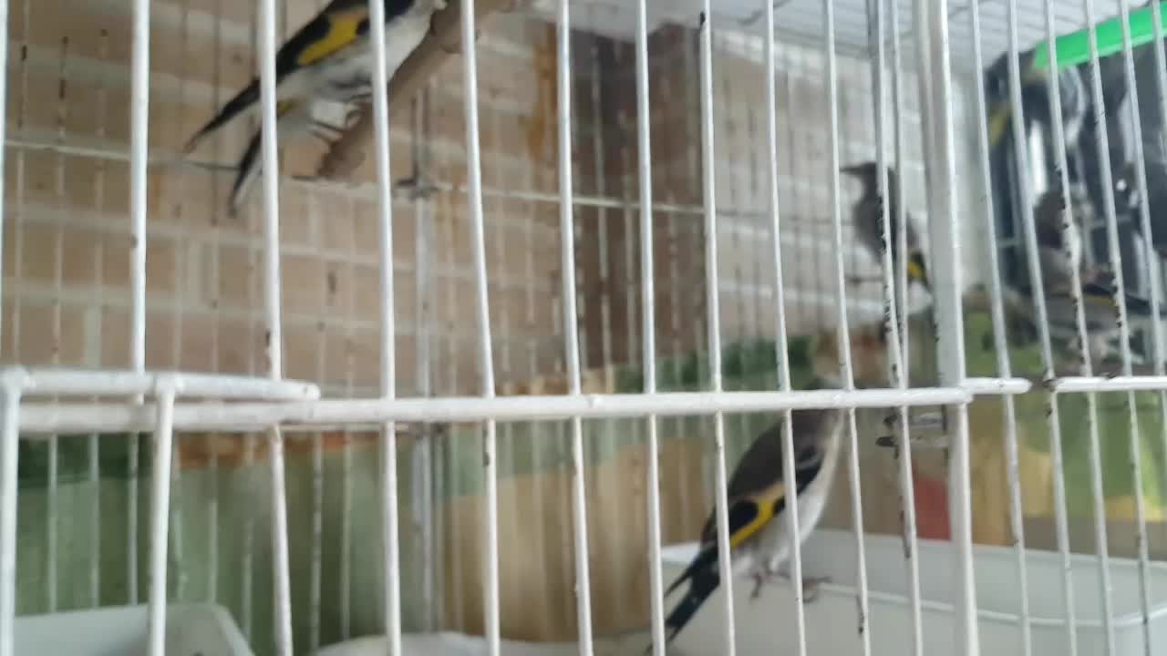 فروش سهره|پرنده|رشت, منظریه|دیوار