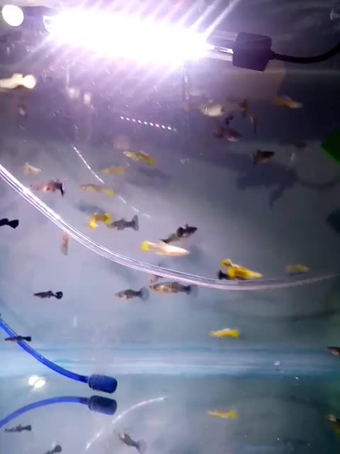 گوپی خاص|ماهی|تربت‌حیدریه, باغ سلطانی|دیوار