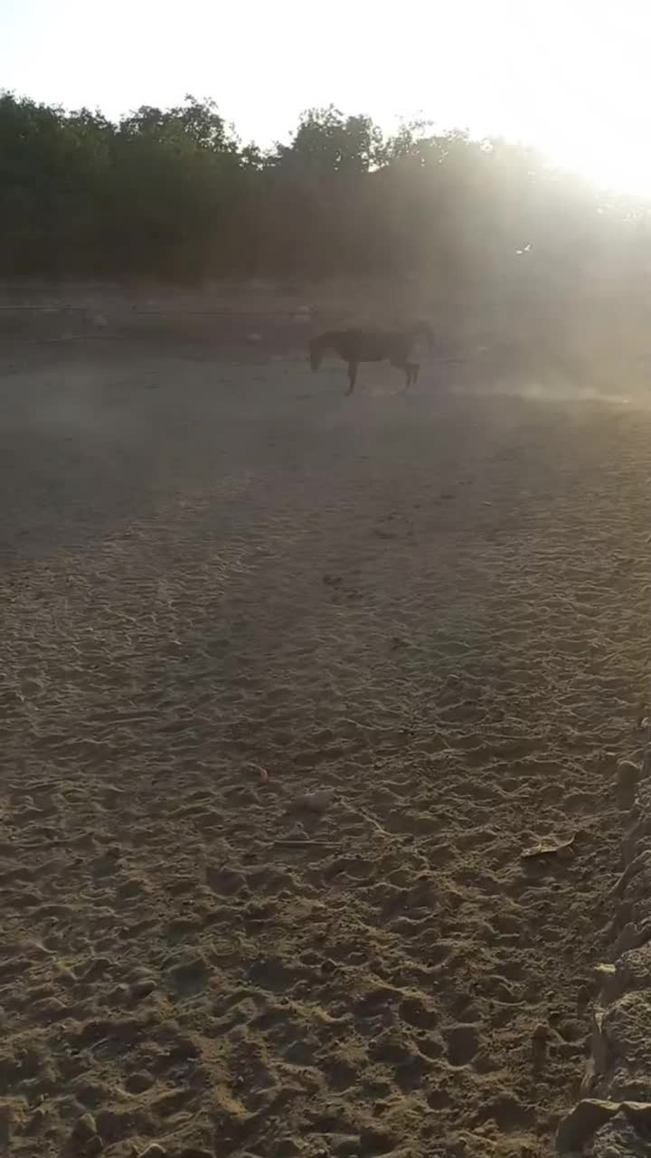 اسب مشکی نریون عرب خالص ایرانی|اسب و تجهیزات اسب‌سواری|هشتگرد, فشند|دیوار