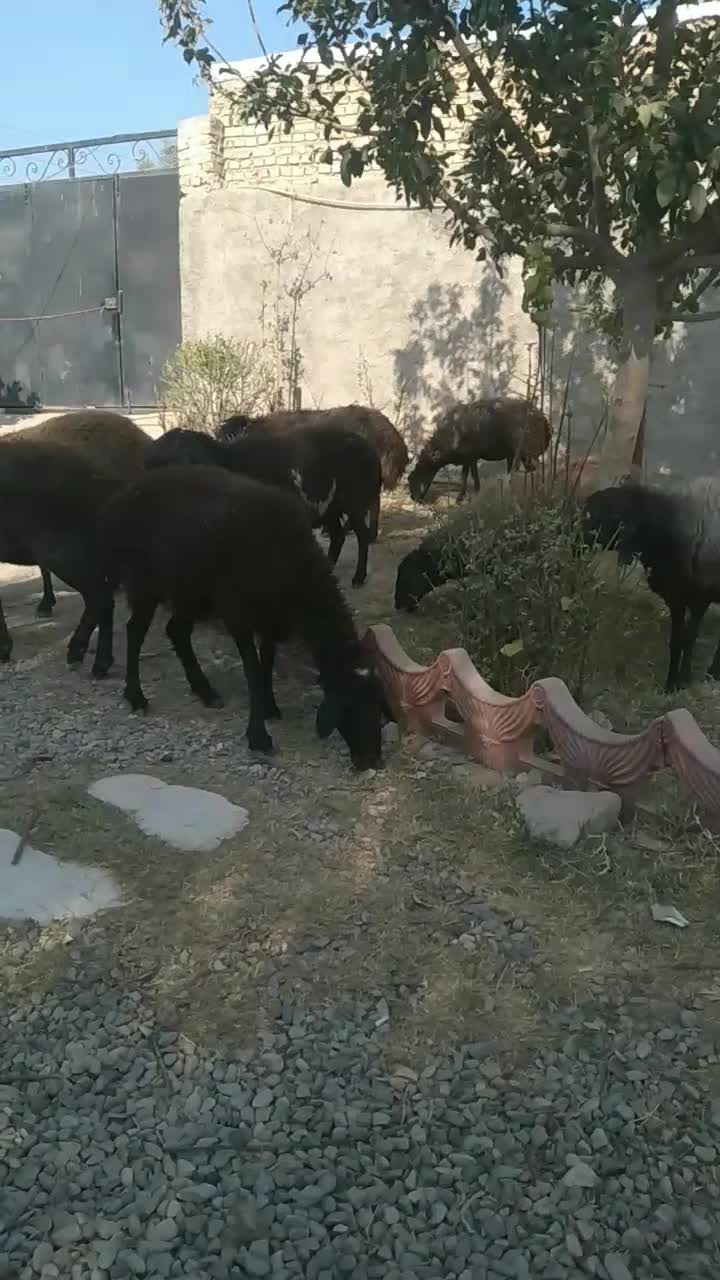 میش|حیوانات مزرعه|پیشوا, |دیوار