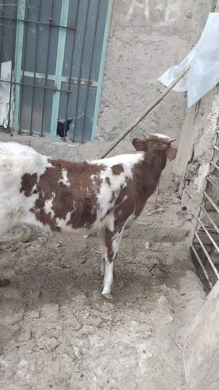 گوساله|حیوانات مزرعه|اسدآباد, |دیوار