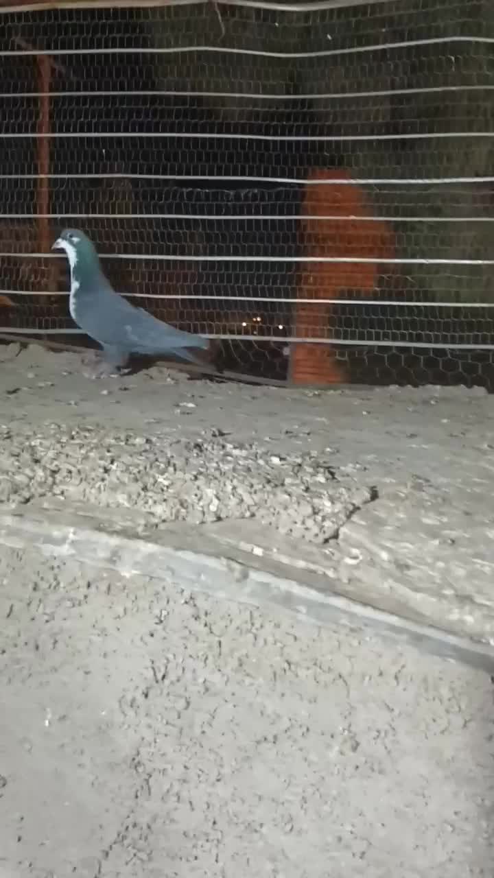 ریش سیاه با کلاغدم فروشی|پرنده|قائن, |دیوار