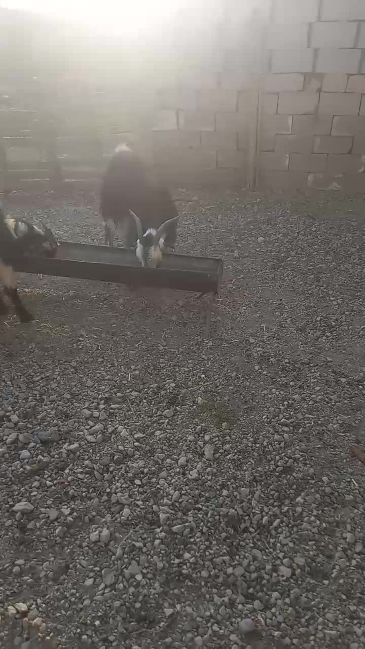 کهره چاق بز آبستن|حیوانات مزرعه|مرودشت, پشت سایپا|دیوار