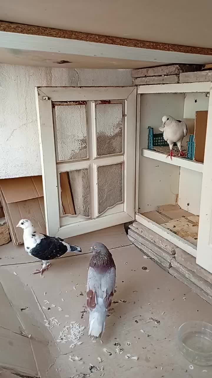 سلام|حیوانات|قم, کیوانفر|دیوار