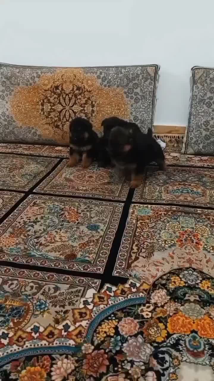 توله ژرمن|سگ|مشهد, چهنو|دیوار