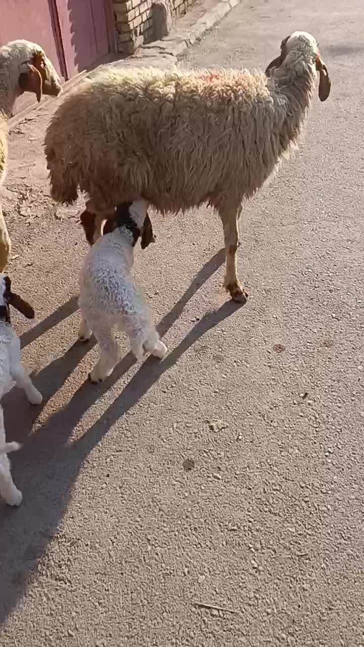 گوسفند عراقی دوعددمطفل برهاشون نر جفتی 430/000/000|حیوانات مزرعه|اهواز, منازل کارون|دیوار
