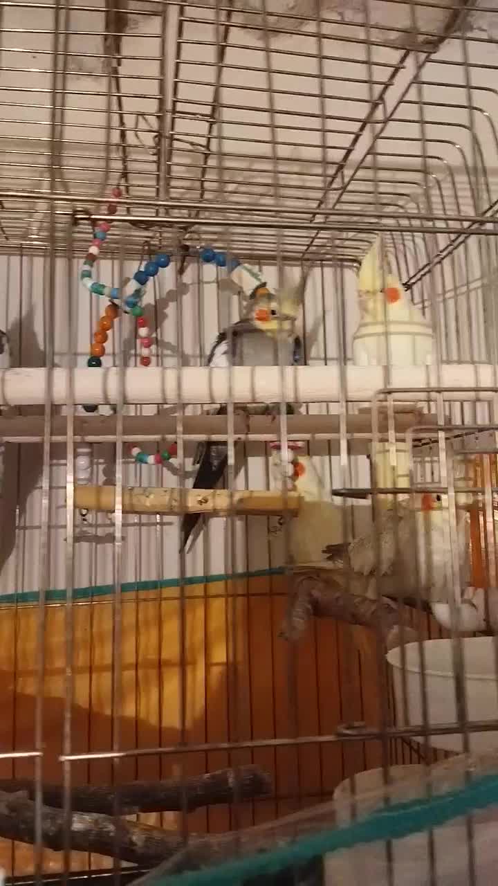 عروس هلندی بالغ|پرنده|رامسر, |دیوار