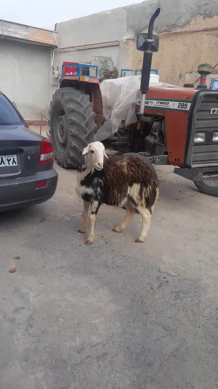 قوچ، بره، پلنگی ،|حیوانات مزرعه|بروجرد, |دیوار