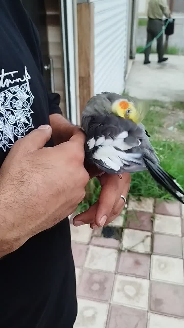 عروس هلندی نر و ماده|پرنده|سنگر, |دیوار