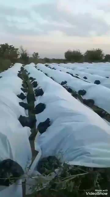 فوم ضد سرما(محصولات کشاورزی)|خدمات باغبانی و درختکاری|بیضا, |دیوار