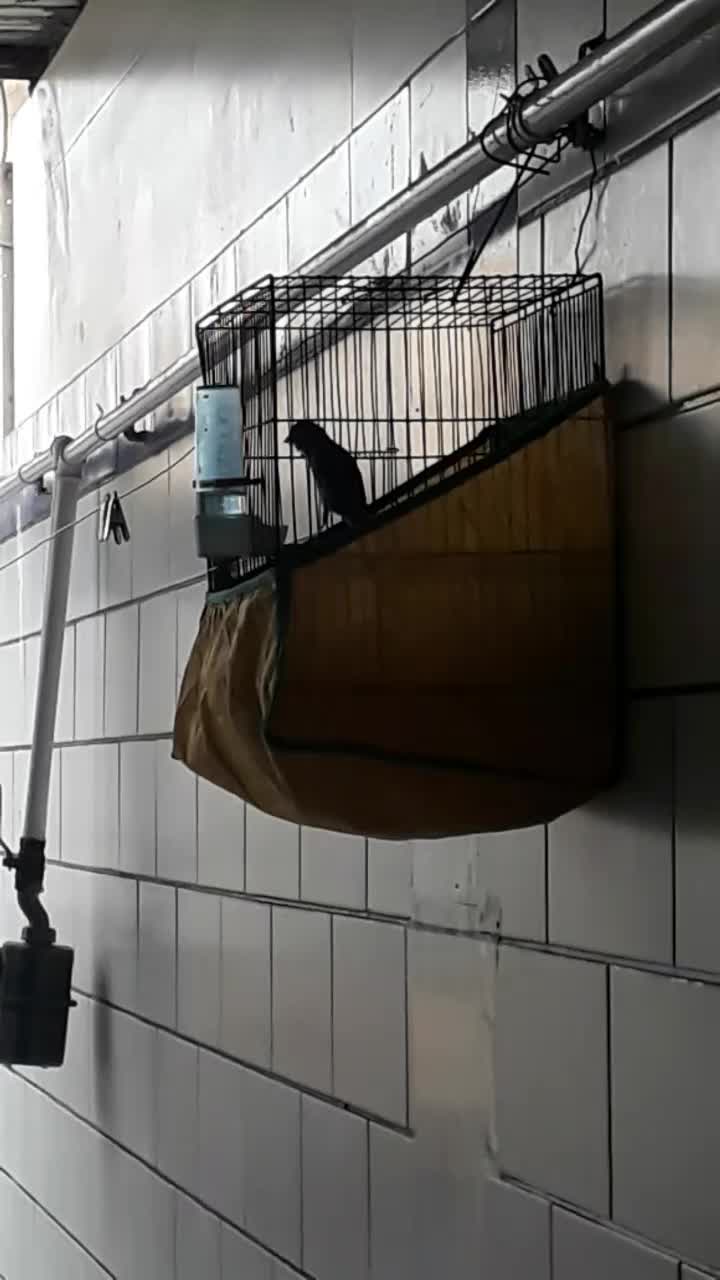 قناری نر مست مست|پرنده|باوی, |دیوار