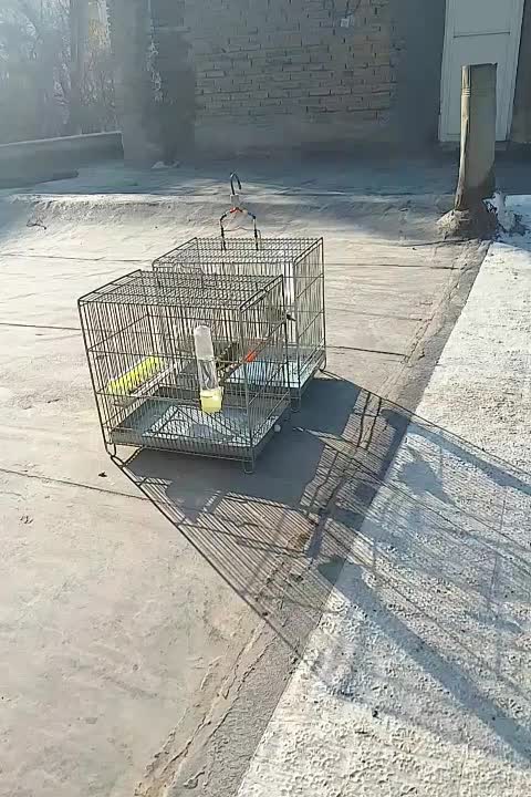 سهره دورگ کرمانی|پرنده|ری, صفاییه (چشمه علی)|دیوار