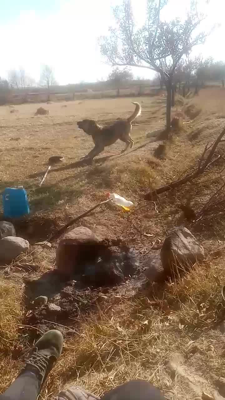 سگ سرابی|سگ|بستان آباد, |دیوار