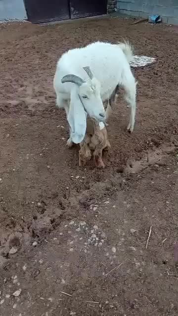 میش ،بز|حیوانات مزرعه|شیراز, پودنک|دیوار