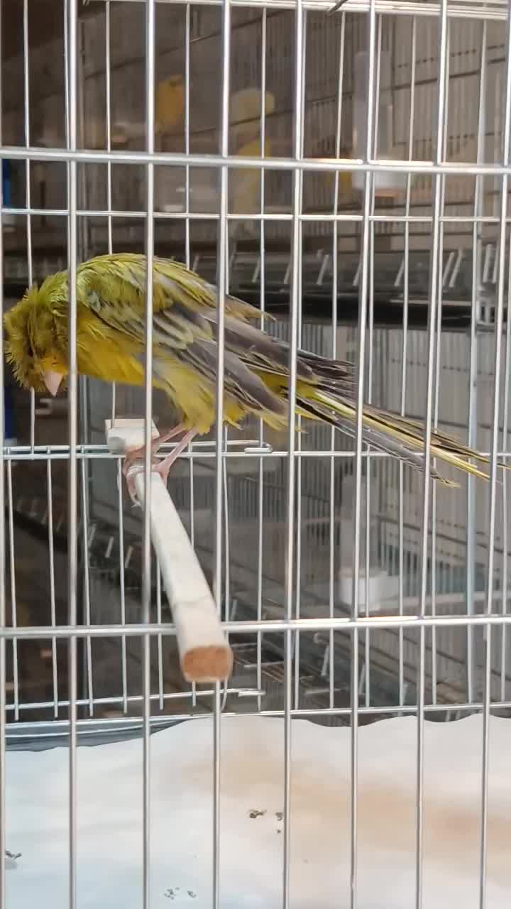 قناری نر کاکلی سبز خاص|پرنده|تهران, جابری|دیوار