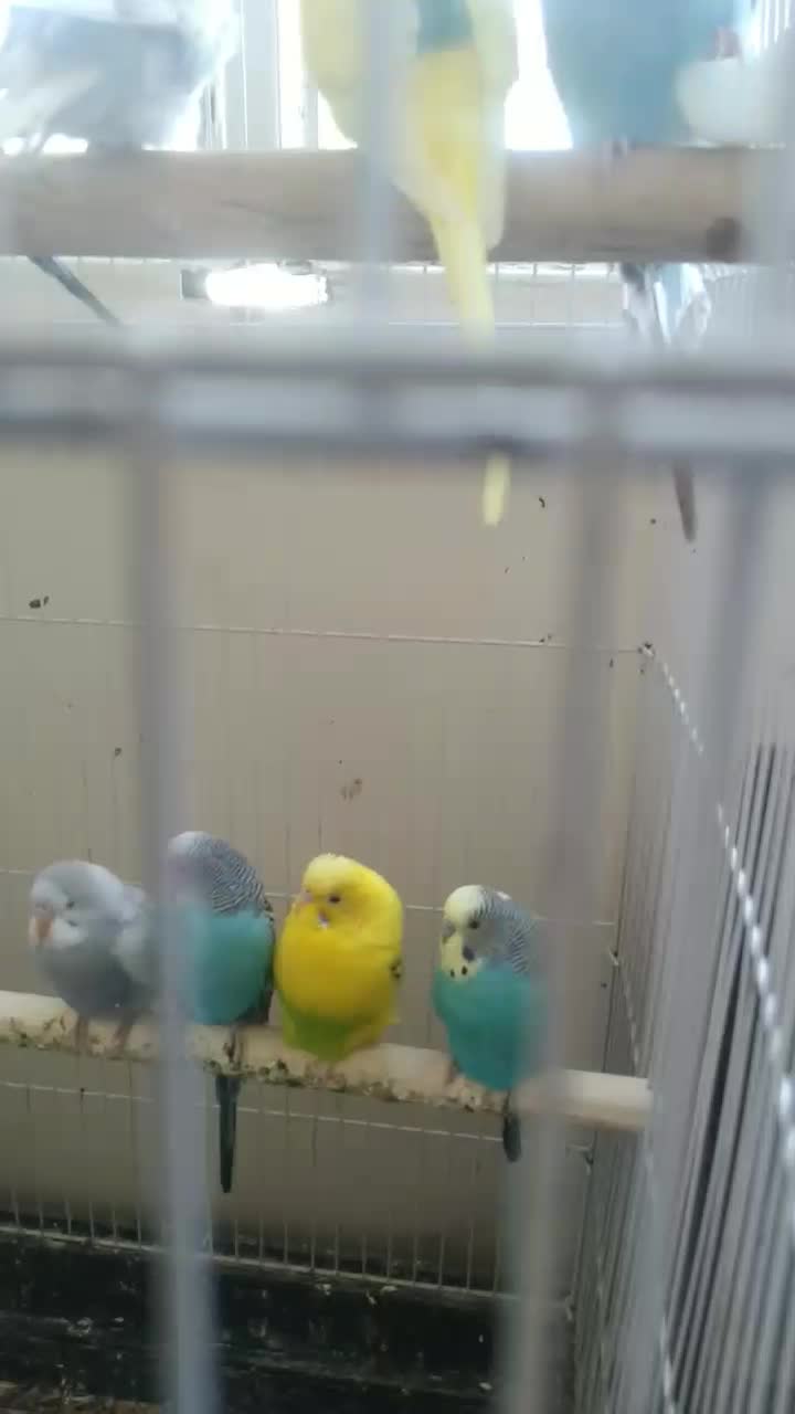 مرغ عشق نژاد هلندی دانه ۲۰۰هزارتومان|پرنده|تربتحیدریه, فردوسی جنوبی|دیوار