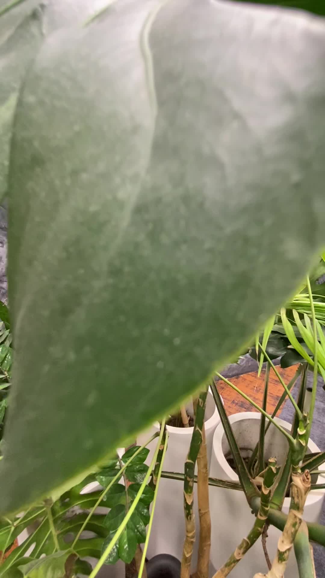 پتینه کلاسیک/میکروسمنت/نقاشی دیواری|خدمات پیشه و مهارت|تهران, مطهری|دیوار