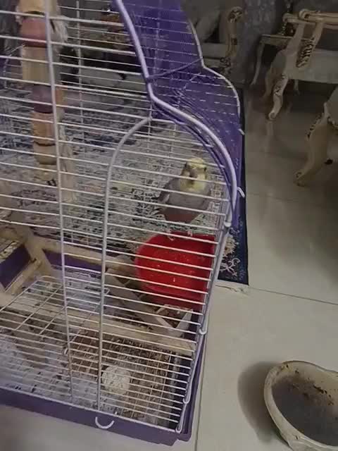 عروس هلندی|پرنده|خلخال, |دیوار