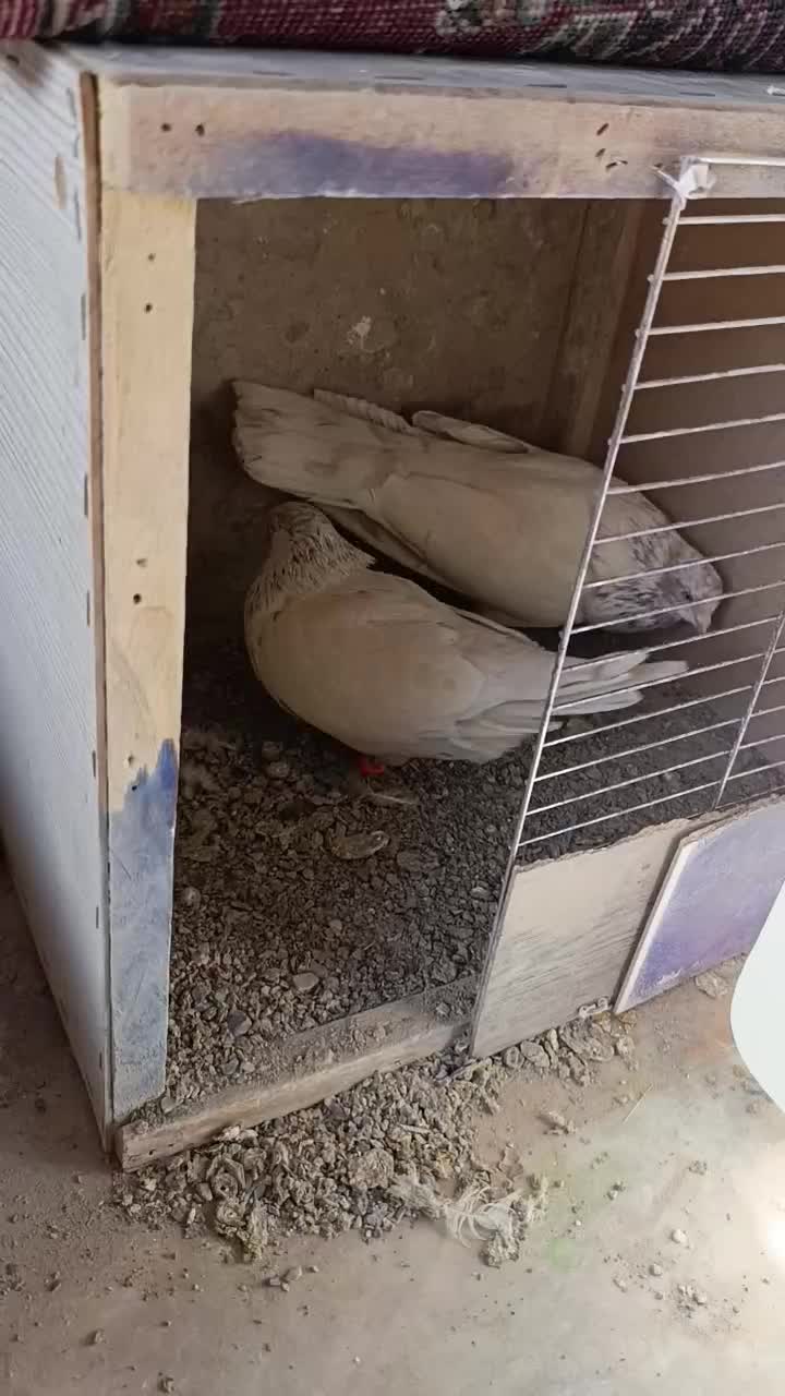 نرو ماده کله برنجی|پرنده|گلپایگان, |دیوار