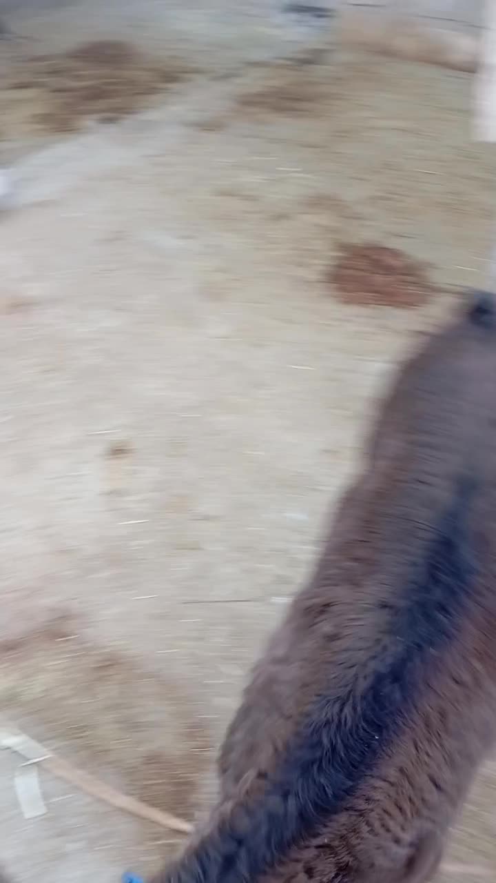 گاو و گوساله ماده  سویسی|حیوانات مزرعه|دره شهر, |دیوار