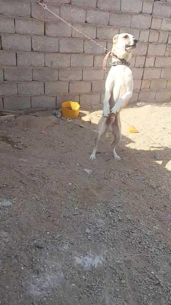 سگ  البای|سگ|زرند, |دیوار