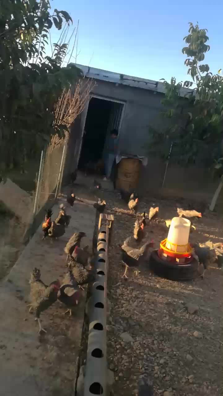 خروس امروک|حیوانات مزرعه|شیراز, شهرک والفجر|دیوار