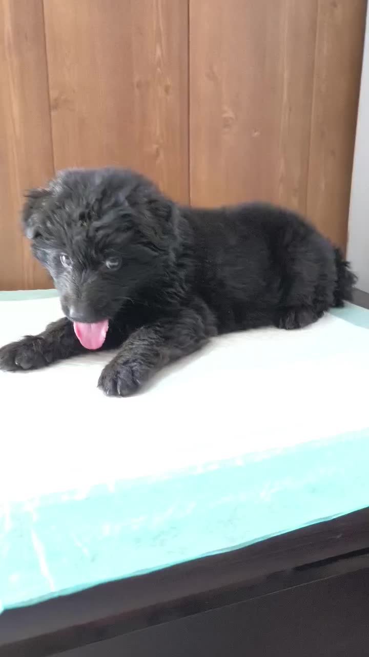 فروش ژرمن مشکی توله بالغ درشت اصیل|سگ|کرج, عظیمیه|دیوار