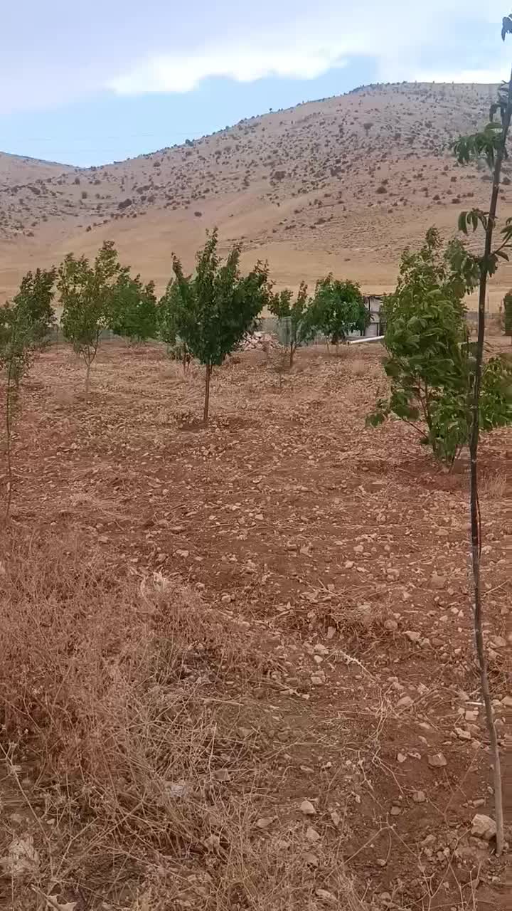 فروش زمین میان چنار|فروش زمین و ملک کلنگی|چیتاب, |دیوار