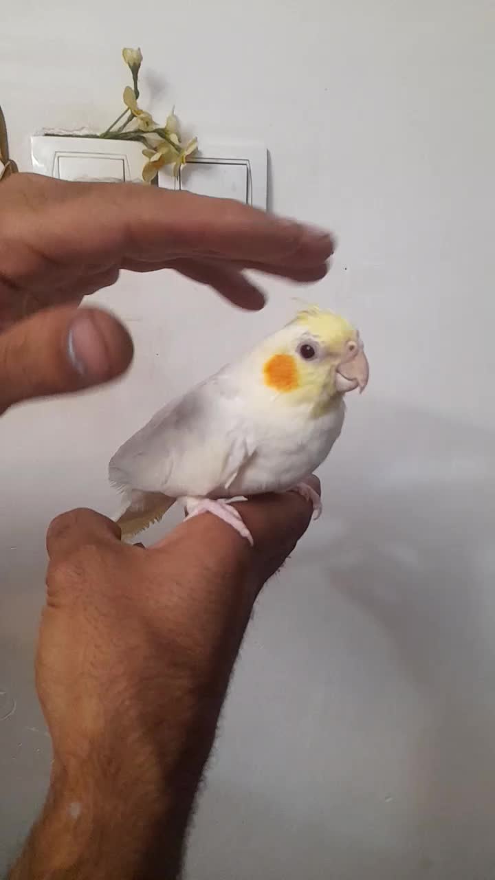 طوطی عروس|پرنده|رشت, حمیدیان|دیوار