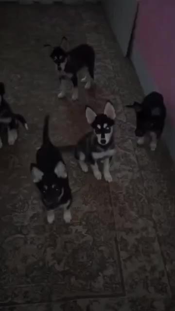 فروش توله سگ با اصل و نسب|سگ|شاهرود, |دیوار