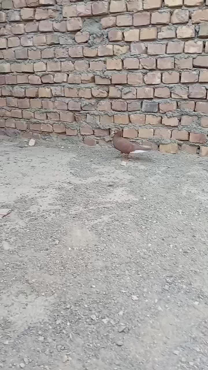 مینا سرخ کاکل ماده|پرنده|هیرمند, |دیوار