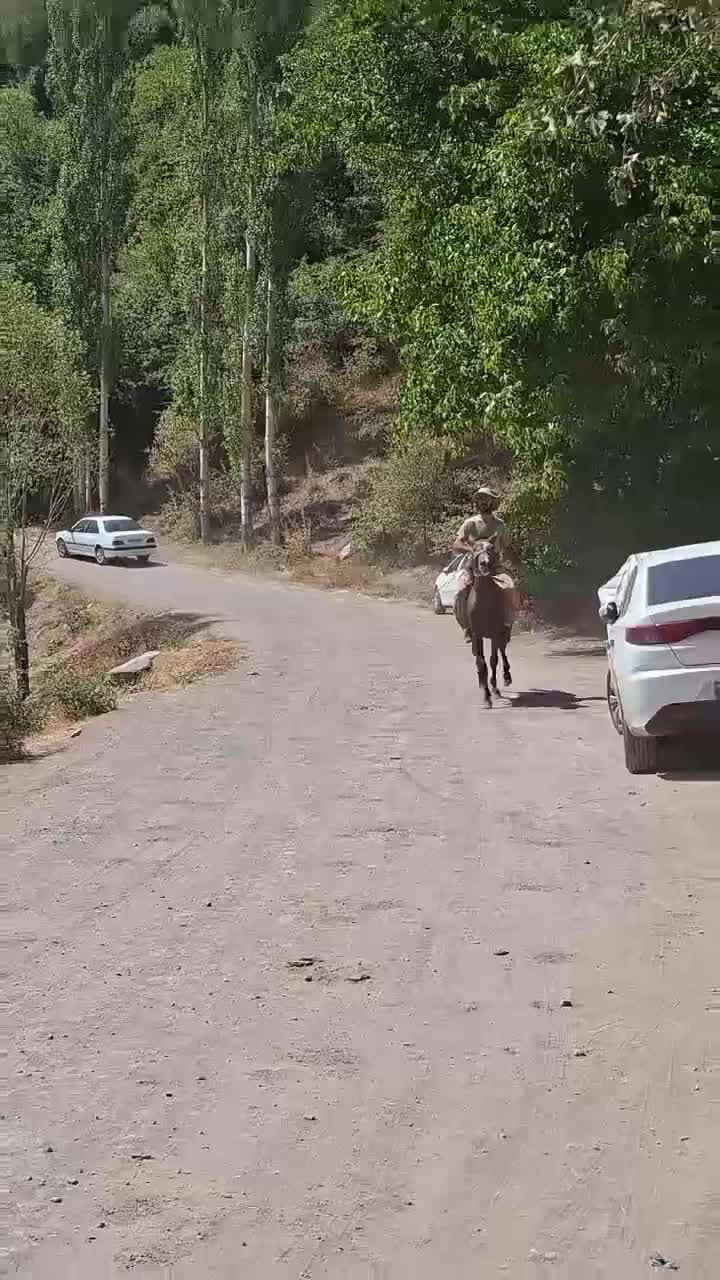 نریان و مادیان یورقه|اسب و تجهیزات اسب‌سواری|میانه, |دیوار