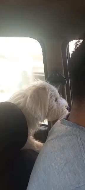 سگ گمشده|حیوانات|تنکابن, |دیوار