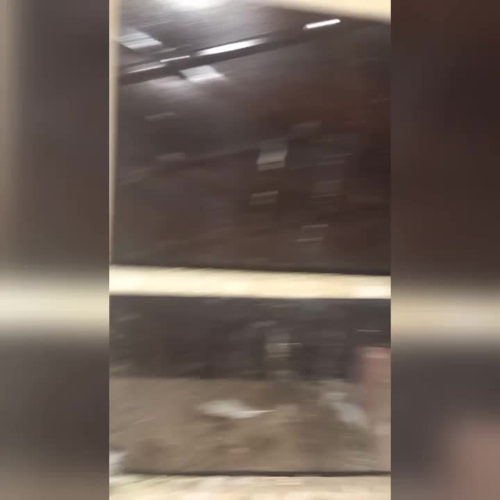 کفتر|پرنده|نیشابور, میدون بار|دیوار