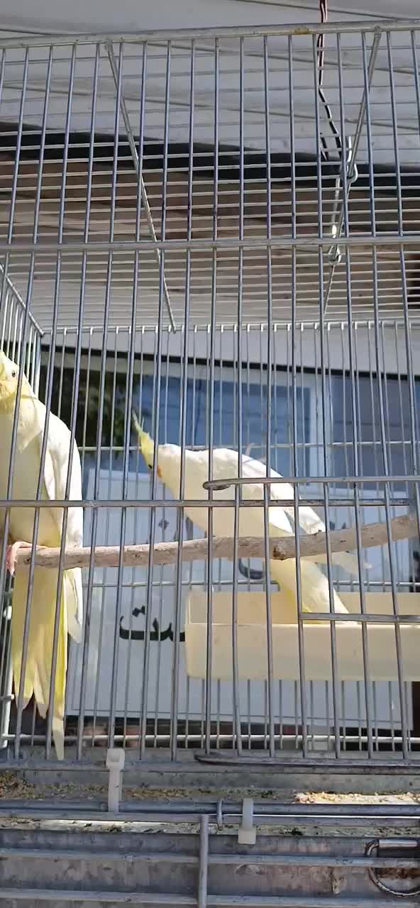 یک جفت عروس هلندی لوتینو سالم همراه قفس وسایل|پرنده|هشتگرد, تهران دشت|دیوار
