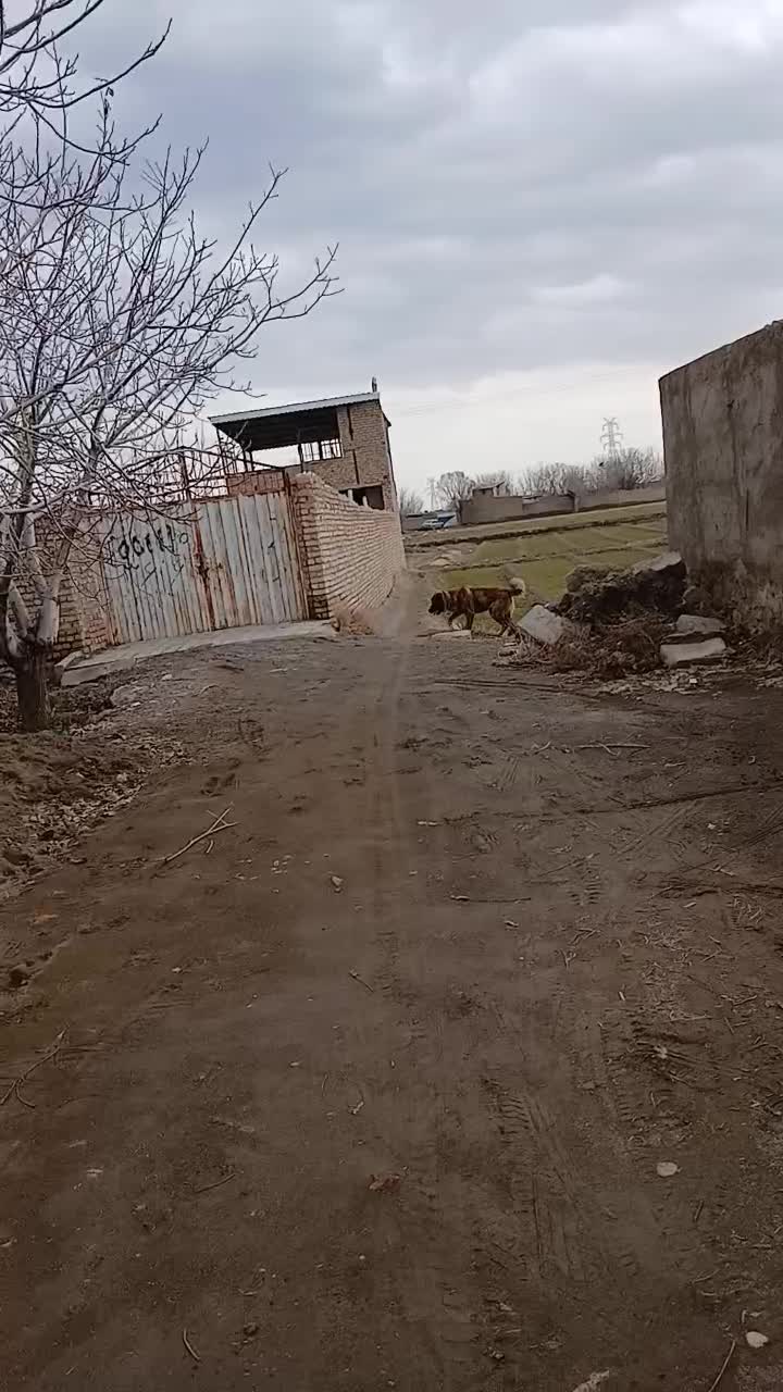 سگ خراسانی|سگ|نیشابور, شهرک رضوی|دیوار