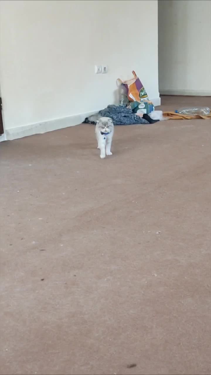 گربه اسکاتیش ماده|گربه|تبریز, |دیوار