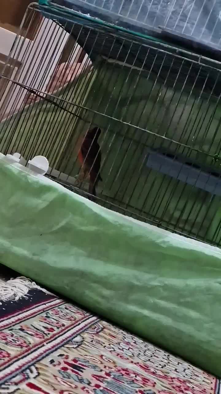 قناری سرخ نر مست|پرنده|کرمان, |دیوار