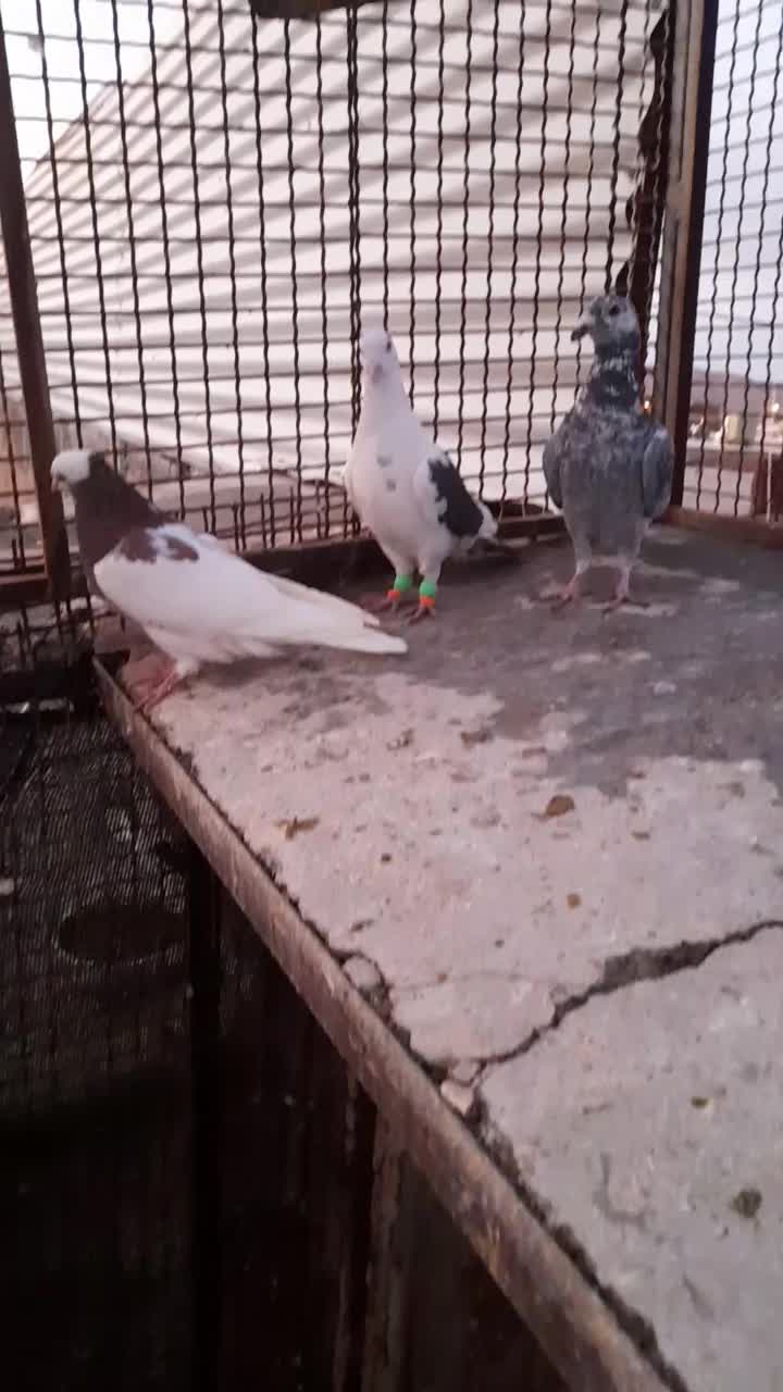 گرفتنی|پرنده|مه ولات, |دیوار