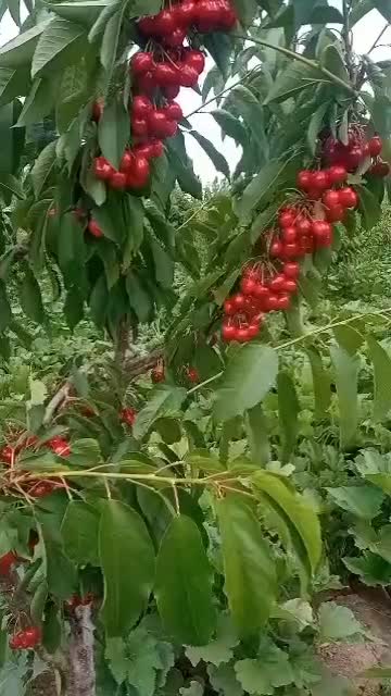 نهالستان همیشه سبز|خدمات باغبانی و درختکاری|نسیم‌شهر, |دیوار