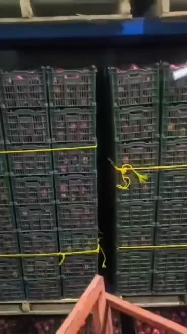 سیب قرمز و زرد درجه یک 1فروش عمده -سردخانه ارومیه|خوردنی و آشامیدنی|ملارد, |دیوار