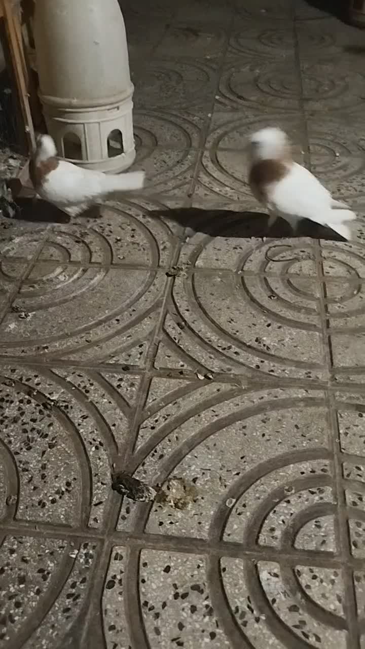 کفتر کبوتر طوقی|حراج|قرچک, پویینک|دیوار