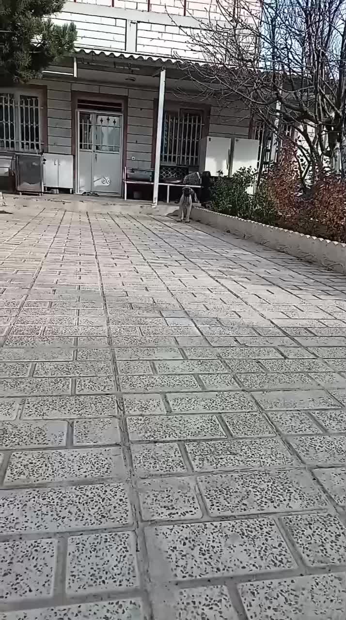 سگ سرابی|سگ|نمین, |دیوار