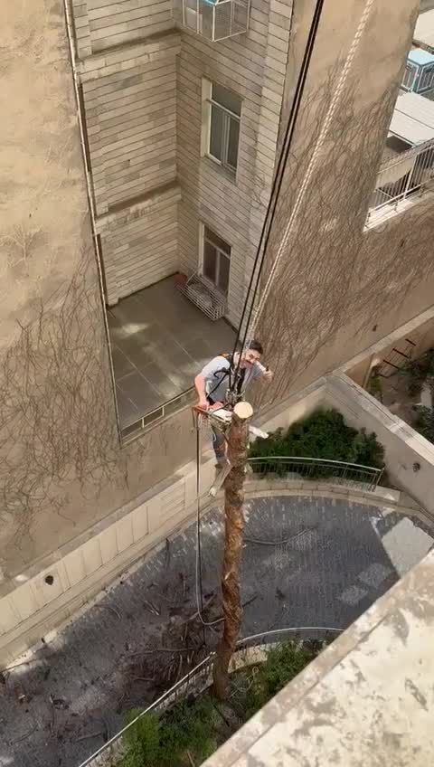 برش و قطع درخت|خدمات باغبانی و درختکاری|تهران, ازگل|دیوار