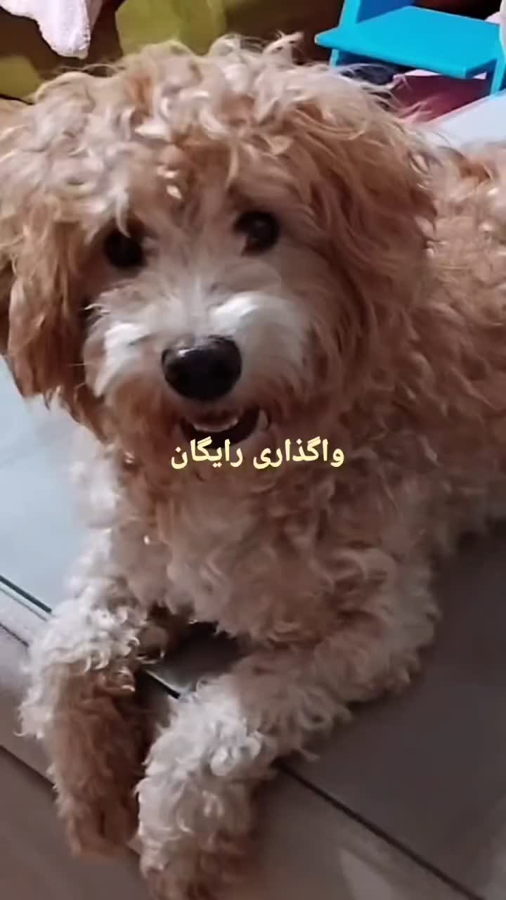 سگ پودل|سگ|بندرعباس, |دیوار