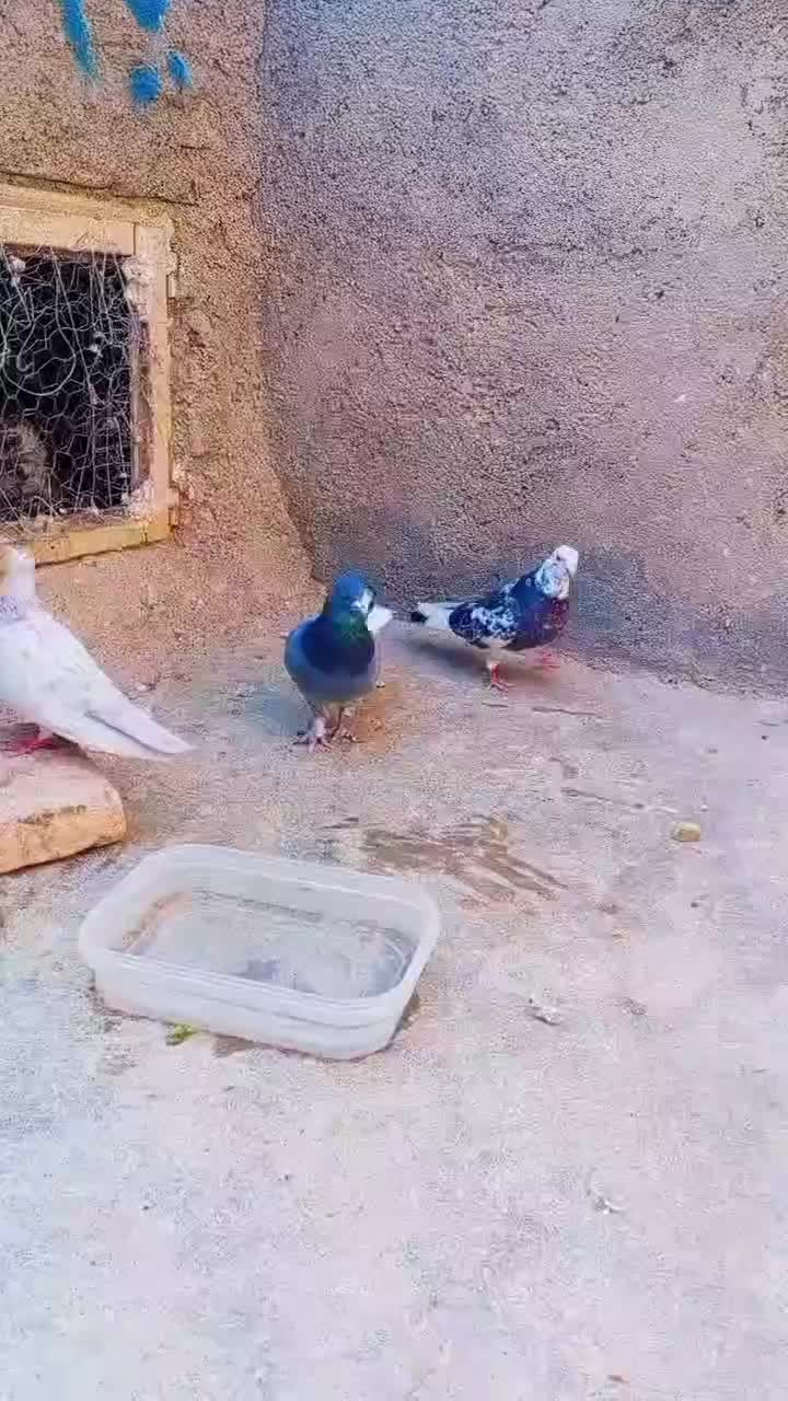 کفتر|پرنده|بروجرد, |دیوار