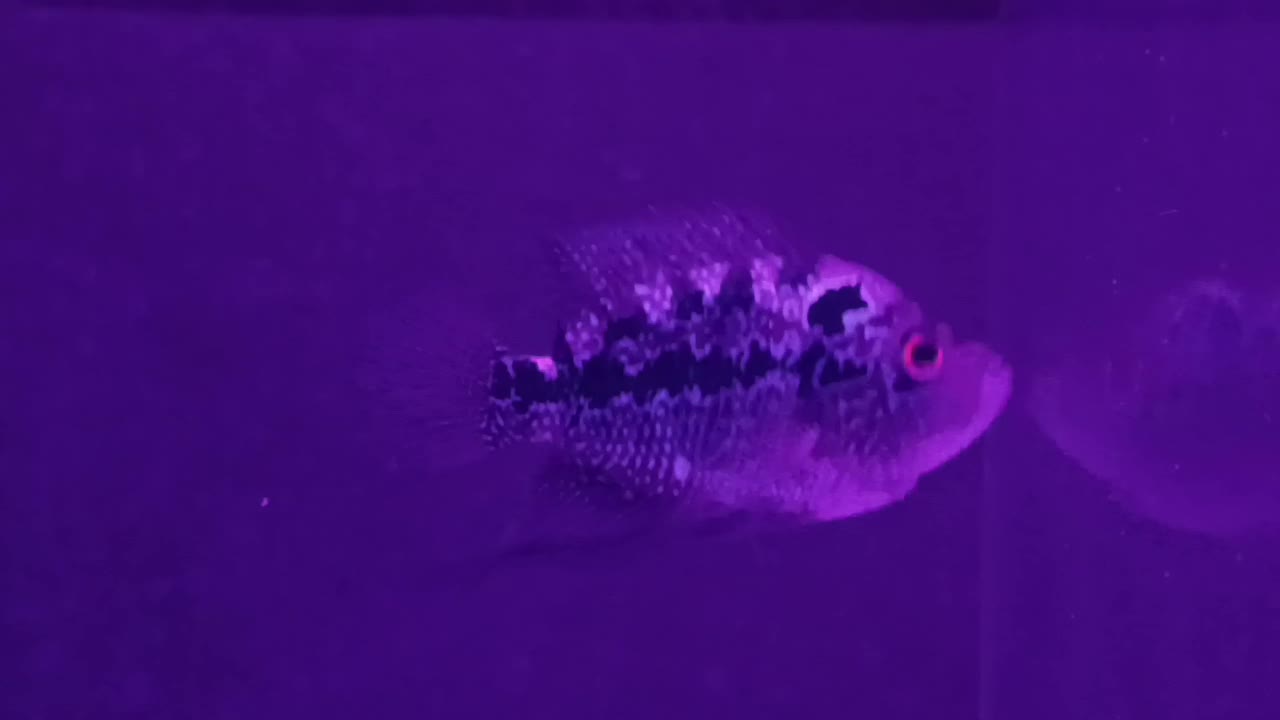 اگهی|ماهی|هشتگرد, مدرس|دیوار